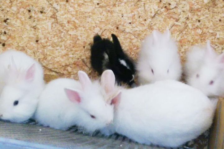 Mutter (v.r.) und Kinder: Diese sechs flauschigen Zwergkaninchen wollen nicht weiter im Tierheim leben.