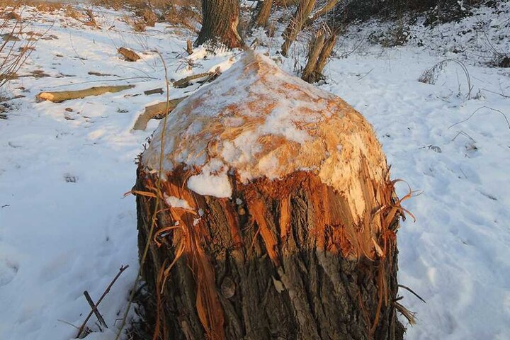 Diese fast ein Meter dicke Weide konnte das Umweltamt nicht mehr retten. In nur wenigen Tagen hat Europas größtes Nagetier den Baum zum Bleistift gespitzt.