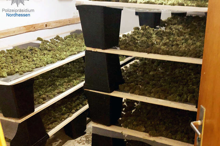 Die Ermittler fanden 120 Kilogramm Marihuana, fertig verpackt zum Transport und Verkauf.