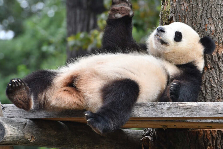 Der Berliner Zoo könnte schon bald bärenstarken Nachwuchs erwarten.