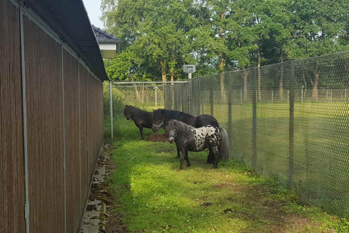 Unter den Gästen waren auch vier Ponys.
