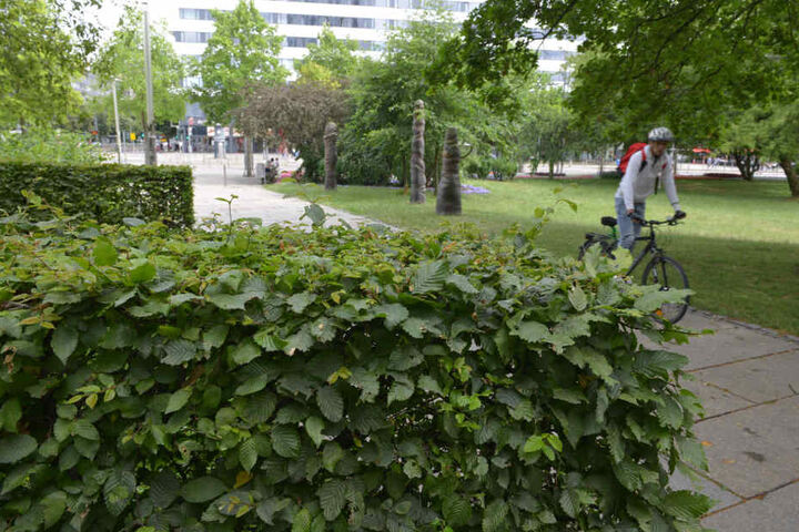 Schön gewachsen und mit dichtem Grün: So sahen die Hecken im Stadthallenpark bis vor einer Woche aus.