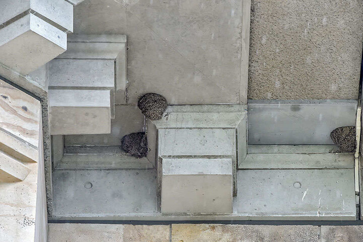 An der Albertbrücke brüten etwa 85 Schwalbenpaare in selbstgebauten Nestern.