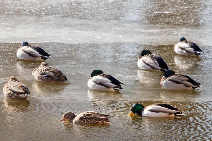 Statt Brot sind für Enten Haferflocken besser, die nicht in den Teich gestreut werden.