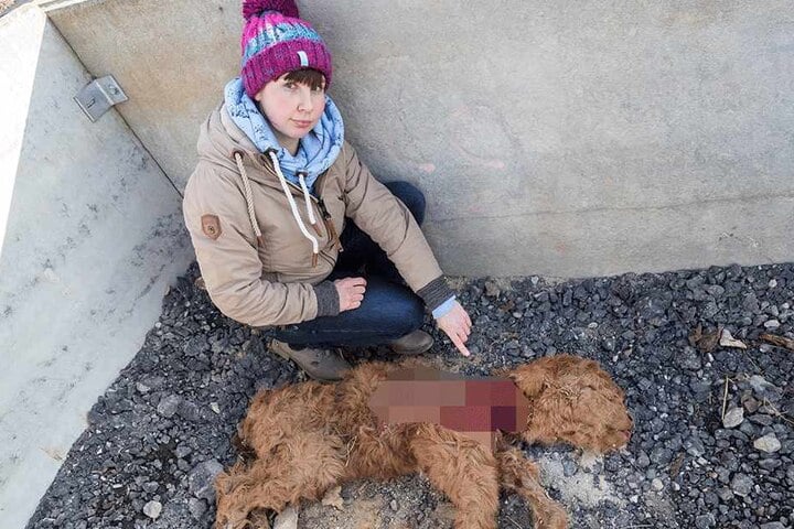 Sindy Franke (28) wartet auf einen weiteren Gutachter, der klären soll, ob ein Wolf oder ein Hund ihr Kalb gerissen hat.