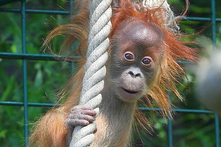 Ob Orang Utan Dalai dem Gesetz gemäß gehalten wird, prüft derzeit die Staatsanwaltschaft.