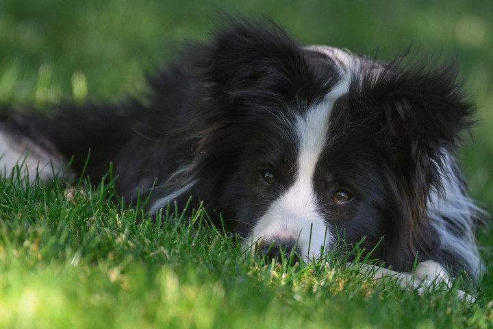 Ein solcher Border Collie hatte mehrere der präparierten Fleischbällchen gegessen und musste operiert werden. (Symbolbild)