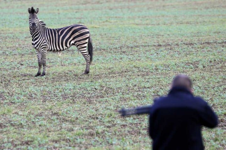 Das Zebra war aus einem Zirkus in Tessin ausgebrochen und hatte auf der Autobahn A20 einen Auffahrunfall verursacht.