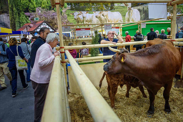 Besucher beobachten in der Tierhalle im Rahmen der 83. Internationalen Grünen Woche einen Stall.