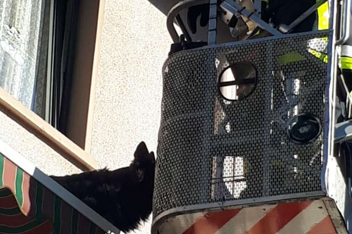 Der Feuerwehrkamerad lockte den Hund mit seinem Frikadellenbrötchen an.