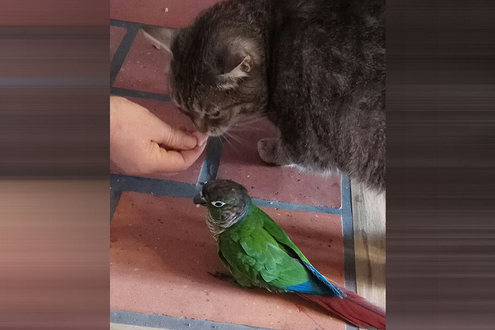 Erst vor ein paar tagen starb der Kater von Katarzyna Krzyskow. Auch mit ihm war Rico gut befreundet.