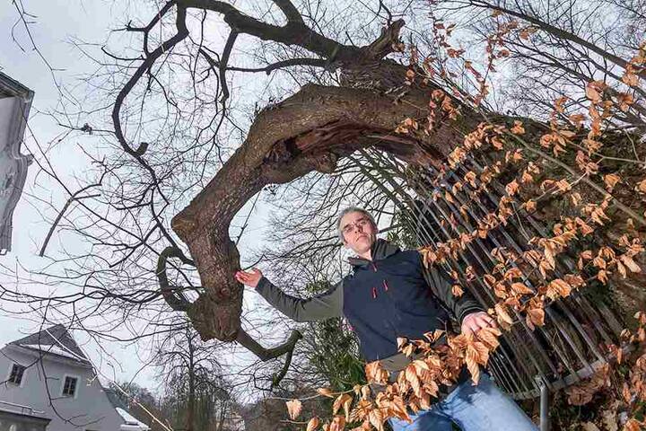 Die knorrigen Äste der 400 Jahre alten Kastanie neben der Burg Rabenstein ließ Förster Andreas Streich (44) mit Gurten sichern.