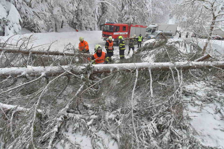 Die Feuerwehr versucht einen umgestürzten Baum von einer Straße zu entfernen.