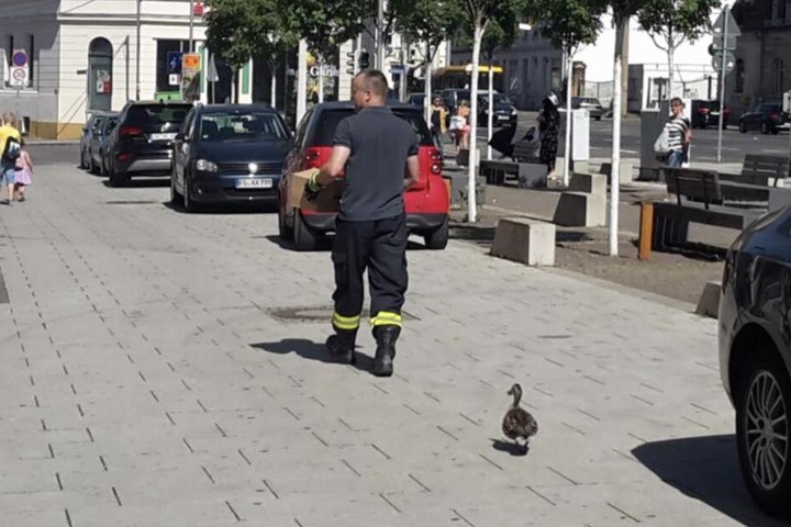 Unter den wachsamen Augen der Enten-Mama wurden ihre Küken ins nahe Wasser gebracht.