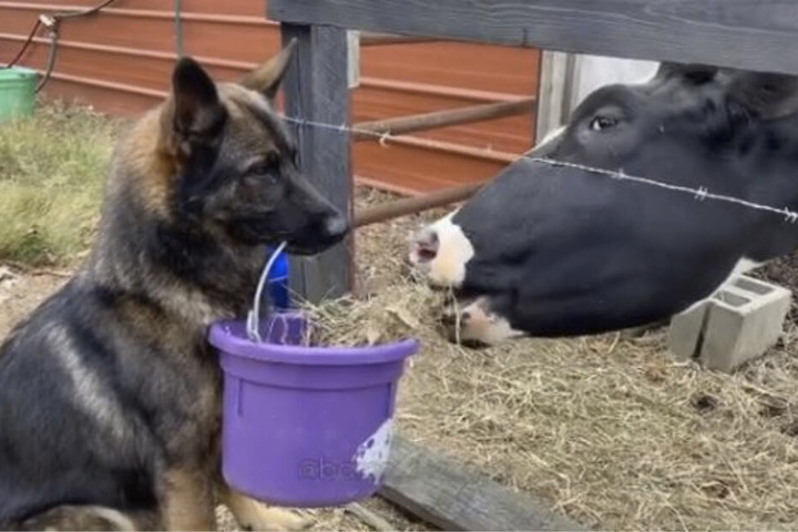 Mit treuem Blick und dem Eimer im Maul füttert der Schäferhund eine Kuh.