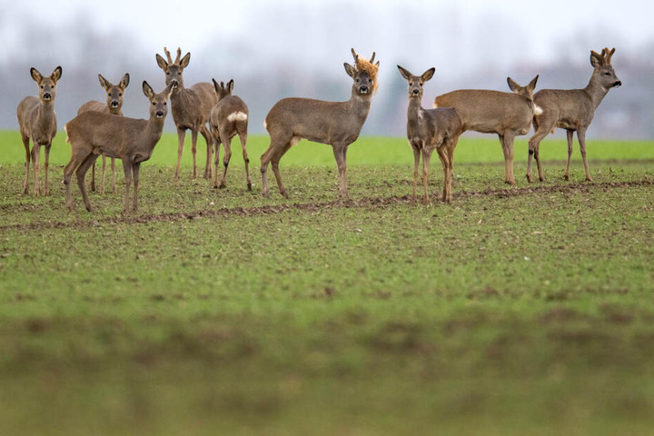 Eigentlich sind Rehe bräunlich.