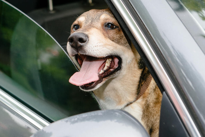 Immer müssen Hunde aus aufgeheizten Autos befreit werden (Symbolfoto).