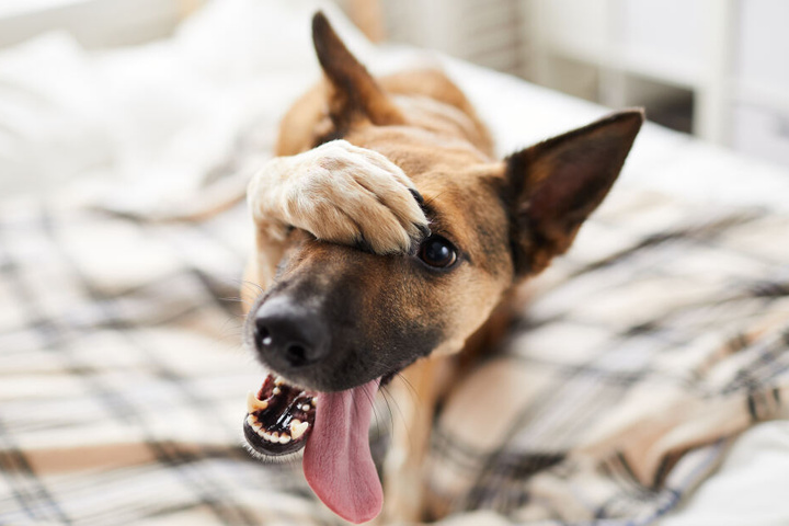 Frisst ein Hund ein Blatt eines Weihnachtssterns, hat das fatale Folgen.