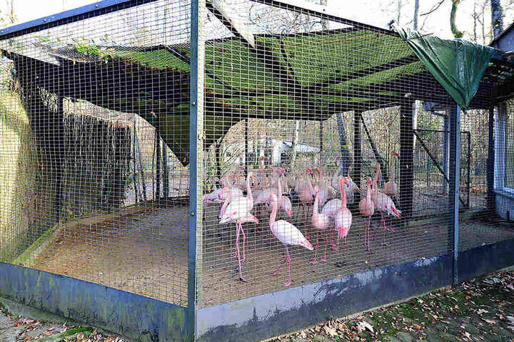 Im Chemnitzer Tierpark wurden alle Vogelgehege mit Planen zum Schutz vor der Vogelgrippe abgedeckt. Die Flamingos mussten in das geschlossene Winterquartier umziehen.