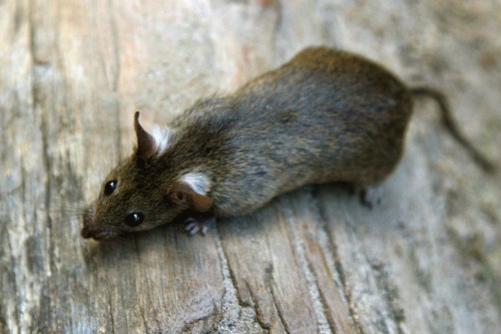 Mindestens eine Ratte war an Bord eines Air-Berlin-Fliegers.