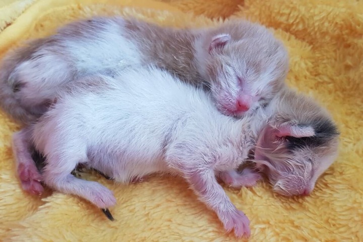 Bei diesen beiden Kitten krochen die Fliegenmaden bereits aus den Ohren, hier musste schnell gehandelt werden.