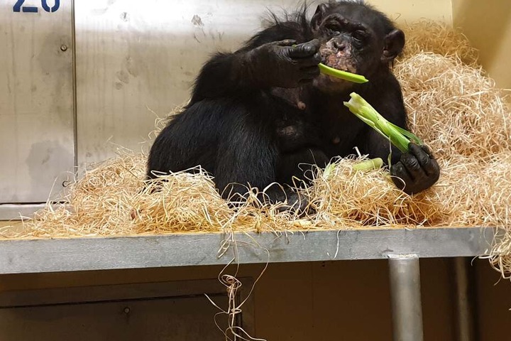Bally und Schimpansen-Männchen Limbo hatten das verheerende Feuer im Affenhaus des Zoos an Silverster überlebt und sind nach Angaben einer Zoo-Sprecherin weiter auf dem Weg der Besserung.