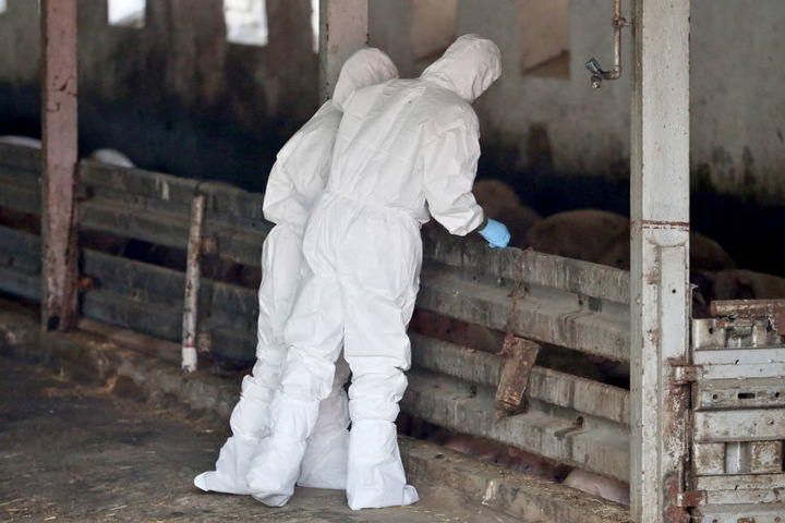 Tiermedizinier während einer Übung zur Bekämpfung der Afrikanischen Schweinepest in einem Schweinestall.