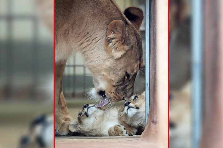 Löwenmama Bastet behütet ihre beiden Löwenkinder im Thüringer Zoopark.