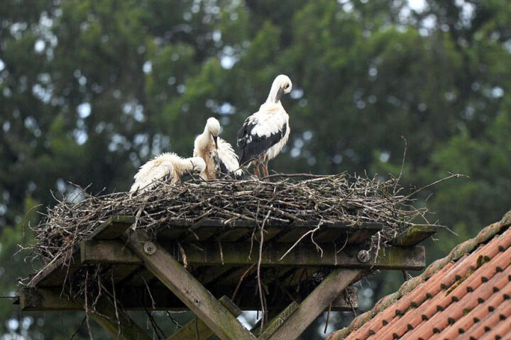 Besucher können in Olderdissen gerade Jungstörche im Nest bewundern.