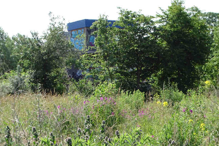 Der Wilhelm-Leuschner-Platz im Sommer - bisher ein Paradies für Insekten und Singvögel.