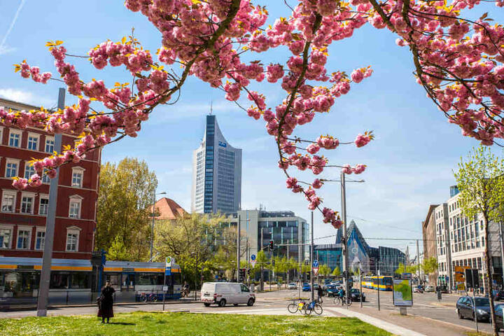 So schön wird es bald wieder in Leipzig blühen, dann soll die Stadt natürlich sauber sein.