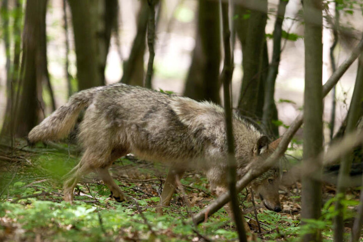 Die Mutter der Hybriden lebt in der Nähe des Truppenübungsplatz in Ohrdruf.