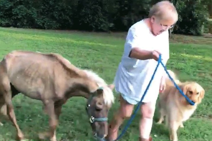 Minipferd Sammy geht es schon viel besser.
