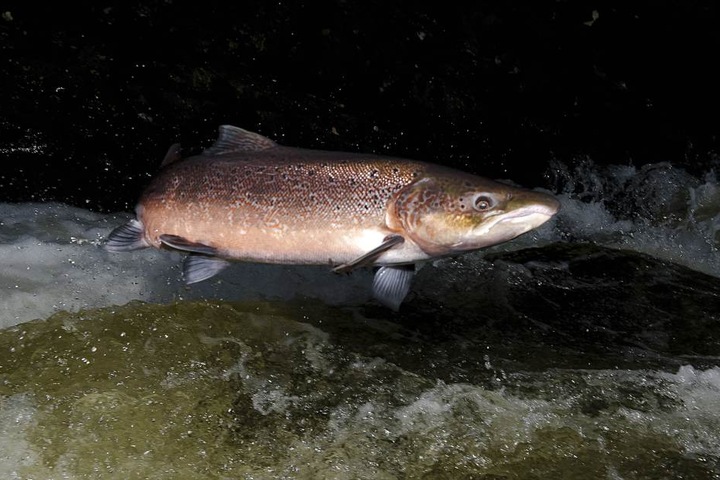 Der Lachs erholt sich: Auch in diesem Herbst kehrten die ersten Lachse in ihre Laichgewässer zurück.