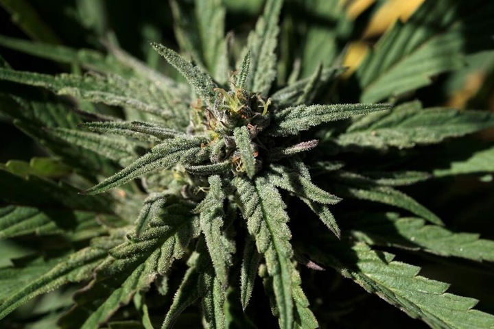 Der Geruch des Cannabis führte die Polizisten auf die Spur der Graszüchter. (Symbolbild)
