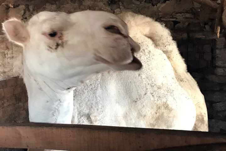 Die Kamele sind ausgebüxt. (Symbolbild)