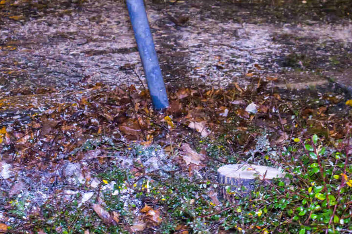Der Baum wurde durch den Crash so massiv beschädigt, dass er gefällt werden musste.