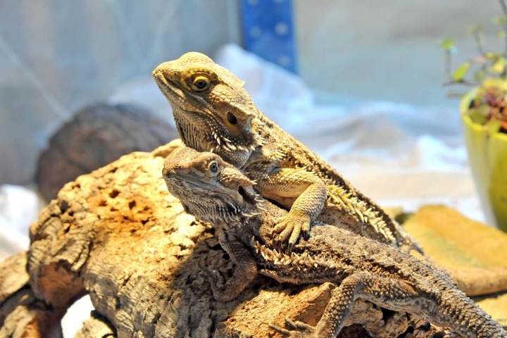 Das Tierheim Vielau muss zwei Bartagamen aufnehmen.