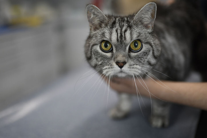 Die Katzen wurden verletzt. (Symbolbild)