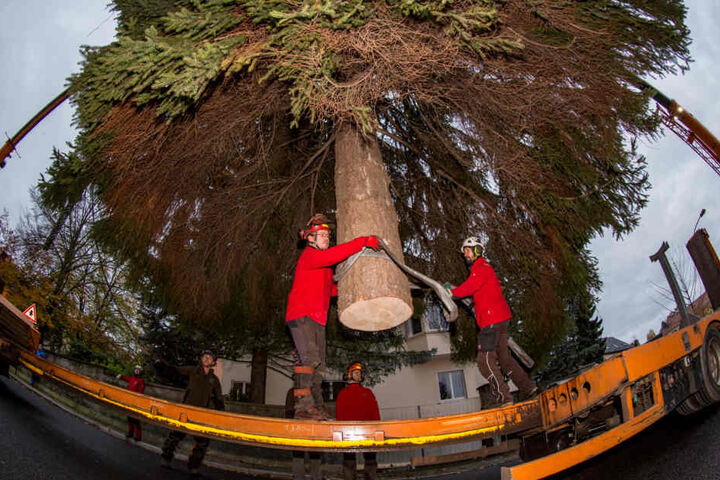 Mit einem Kran wurde der Striezelbaum auf den Tieflader gehievt.