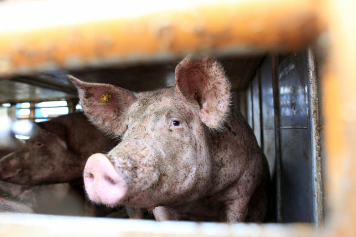 Der Mann war mit einem Anhänger voller Schweine unterwegs, einen Führerschein hatte er aber nicht. (Symbolbild)
