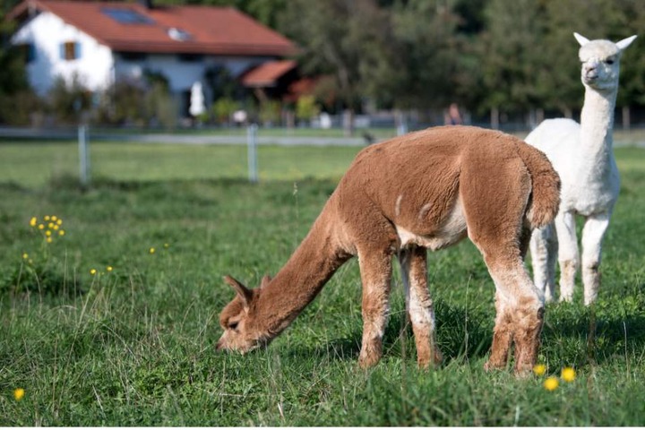 Heute dreht sich alles um die flauschigen Tierchen. (Symbolbild)