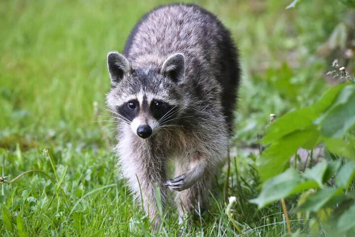 Auch Waschbären gehören zu den problematischen Tierarten.