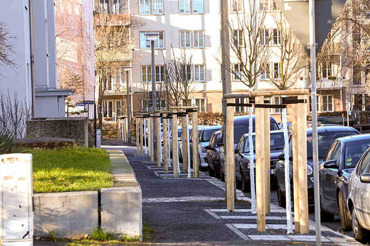 Die neu gepflanzten Bäume tragen zur Verschönerung vom Stadtbild bei.
