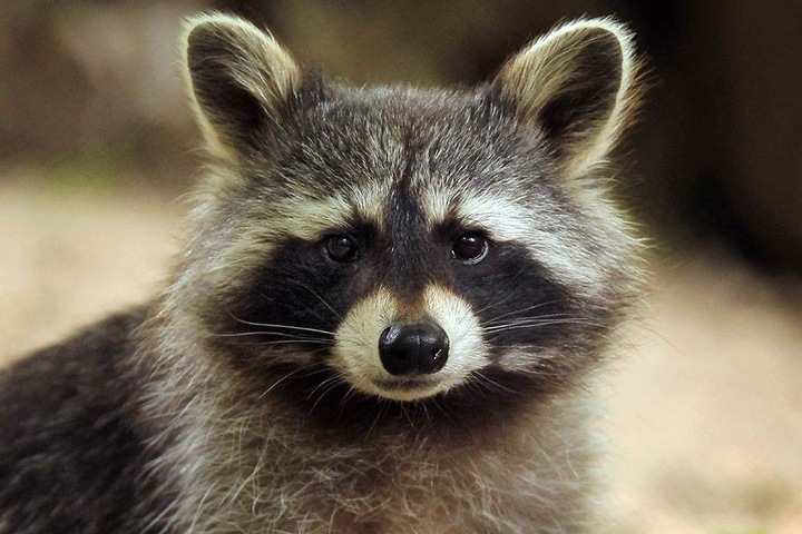So sieht ein gesunder Waschbär aus.