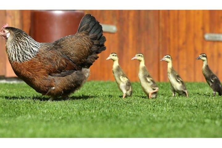 Das Huhn hat die vier Enteneier ausgebrütet und zieht die Enten jetzt groß.