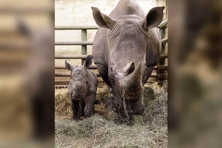 Noch hat das Nashorn-Baby kein großes Horn wie seine Mama Kianga.