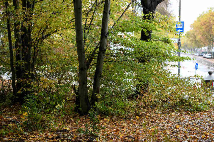 In einem Gebüsch sollen sich mehrere Männer an der 18-Jährigen vergangen haben.