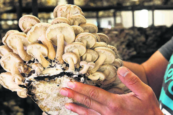 Kräuterseitlinge erfreuen sich wachsender Beliebtheit in der Vegan-Szene. In Torgau sollen sie auf Flaschen gezogen werden. In der Produktion bestehen beste Jobaussichten für Ausgeschlafene mit Fingerspitzengefühl.