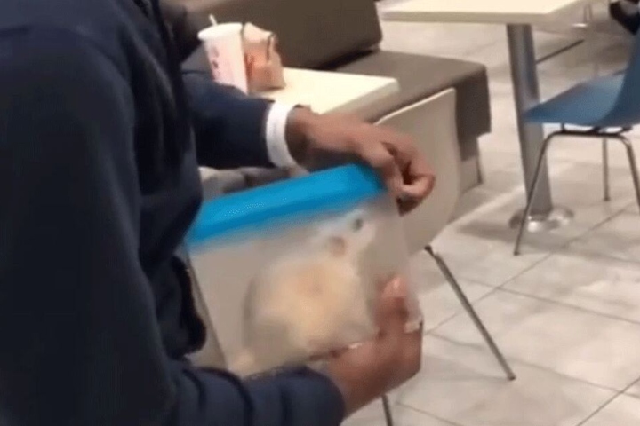 Zuvor hatte Facebook-User Fe Bugout diese Ratte im Restaurant ausgesetzt. Oder war er es doch nicht?